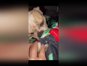 Sexo bestial con un perro travieso