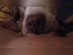 Orgasmo canino: una perra salvaje se lama a su perro favorito