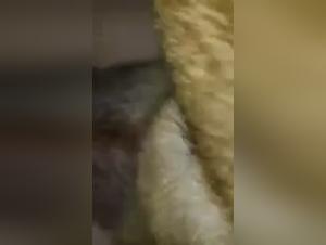 Intense Relationship with a Dog