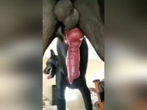 Horny Dog Monster: Intense Bestiality Video