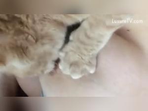 zoobeege and pornovolk