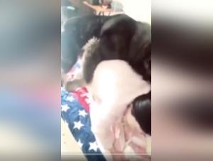 Bestiality Sex Video: The Swallow and the Dog