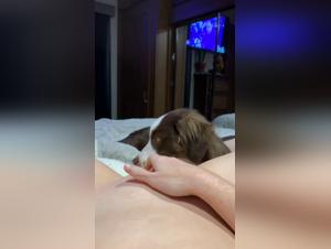 meet the animal love