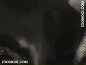 Boquete Canino Show: Bestial Pleasures and Zoophilia