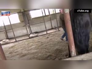 Forbidden Love: Russian Team and Horse Passion