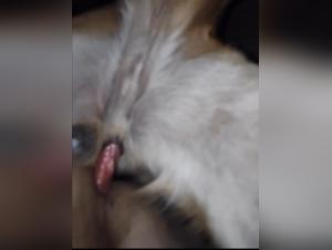 Exploring the Boundaries of Zoophilia