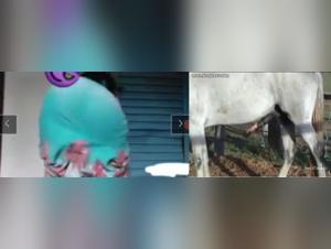 Bestial encounter between a teenager and a horse