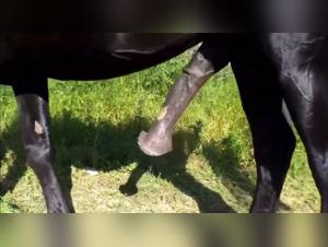 indian bestiality artzoo