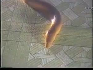 Woman and dog: a forbidden meeting on video