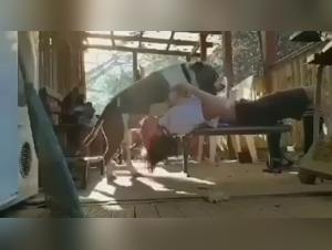 Video of Sex with a Dog