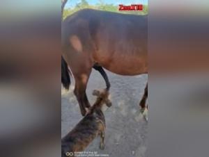 Bestiality Videos: Horses and Dogs