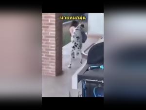 The Best Hundeporno and AnimalPorno Videos