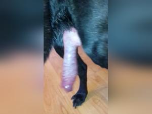 The Best Animal Sex Stories for Zooschool and Pussy Lovers