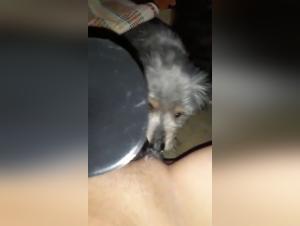 Bestiality sex: a woman and a dog