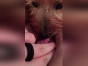 Bestiality: A woman and her neighbor's dog