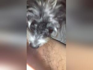 Dog sex video: dog licks hairy pussy