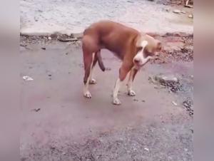 Explore zoo pornic parkplan: Exclusive Content